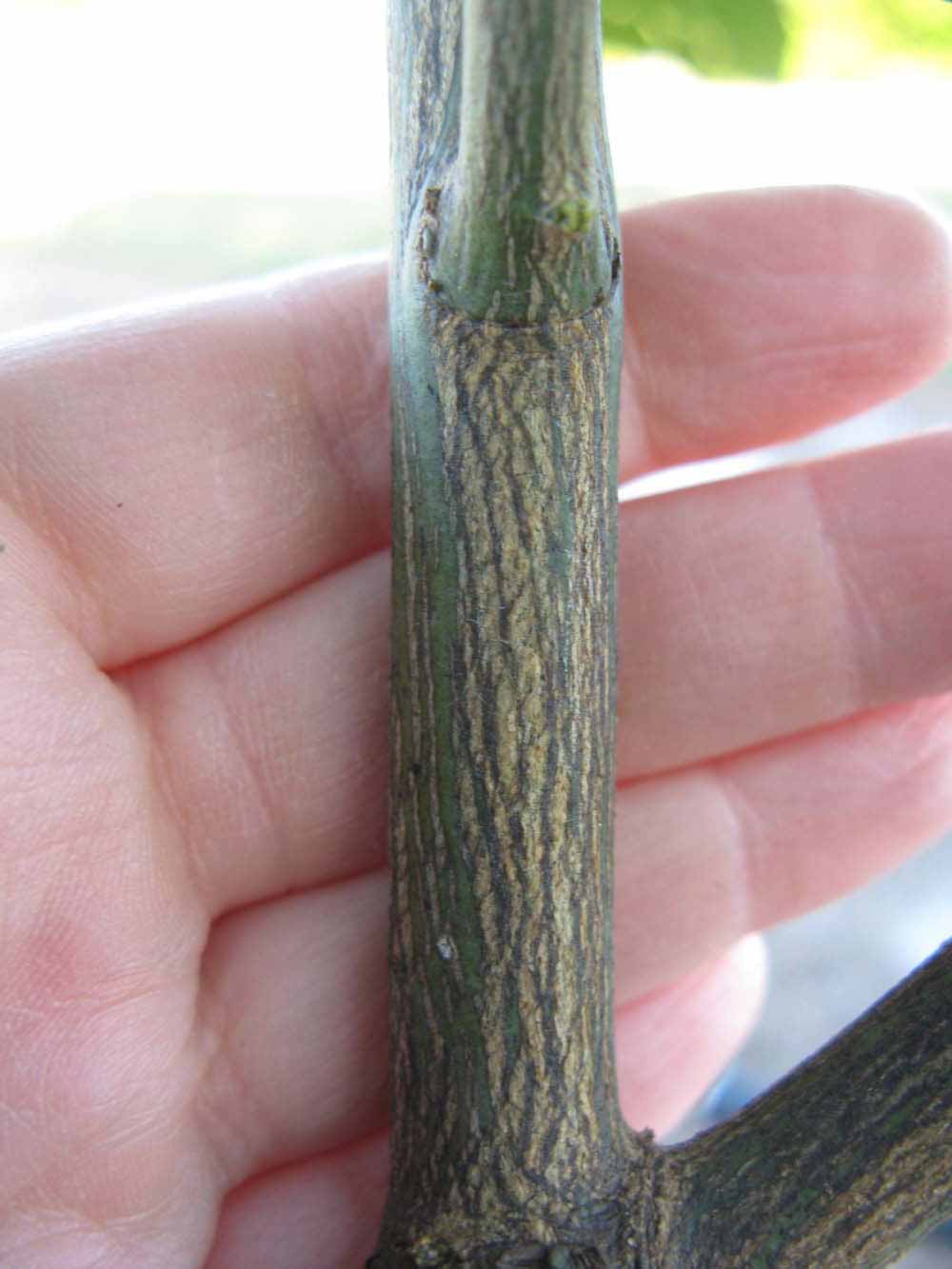              Bark (Winter Haven, FL)       